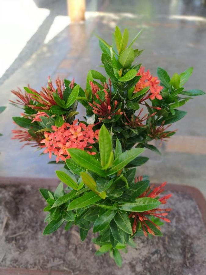 Recanto Do Meu Bem 日若卡-迪热里科阿科阿拉 外观 照片